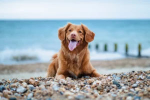 Fetch Rewards explained: Earn rewards scanning receipts and use them to enhance everyday moments with your furry friend. Redeem points for treats, toys, and more to make beach trips like this even more special. Image of a happy dog playing on the beach with a ball.
